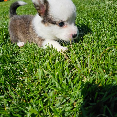 Welsh corgi cardigan Valper😍