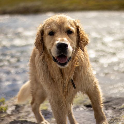 September: Stor golden retrievergutt trenger pass