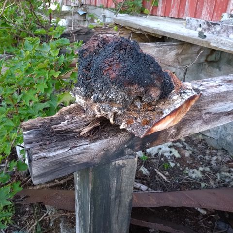 Chaga