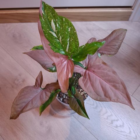 Syngonium red spot tricolor nr. 1