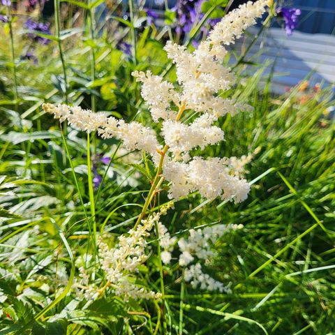 Hvit astilbe / spir / japanspir