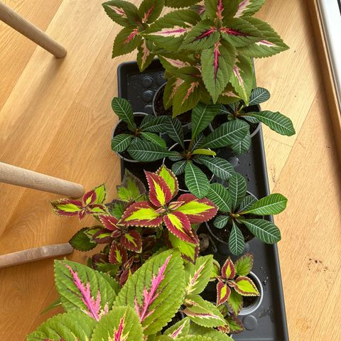 Madagaskar juvel og Coleus