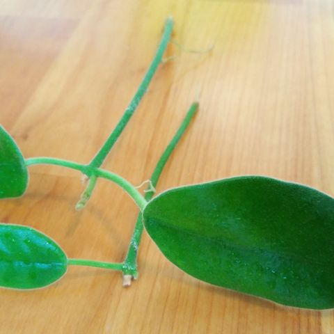 2st Hoya ciliata - rotet