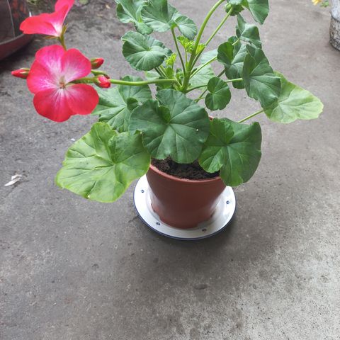 Planter. Pelargonium.