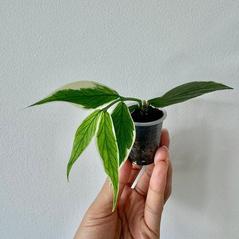 Hoya polyneura ‘Albomarginata’