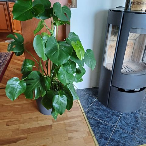 Fin, stor plante