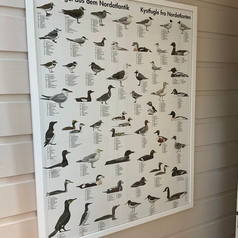 Norske fisker og fugler - to plakater med ramme