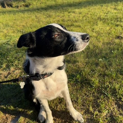 Border collie