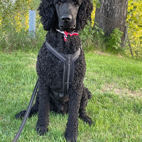 Hundepass tilbys og ønskes