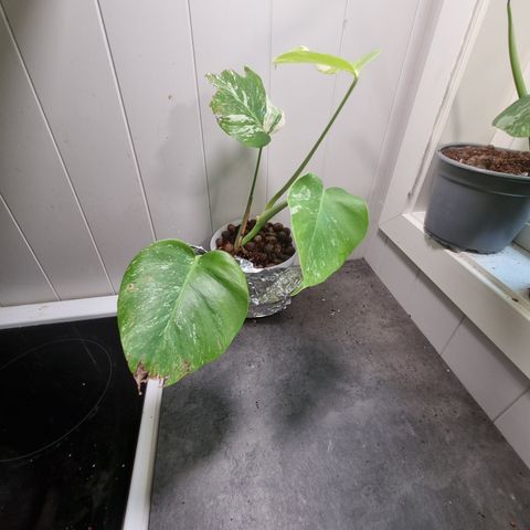 Monstera variegata plante