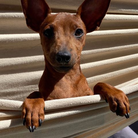 Herligste Dvergpinscher 🤎