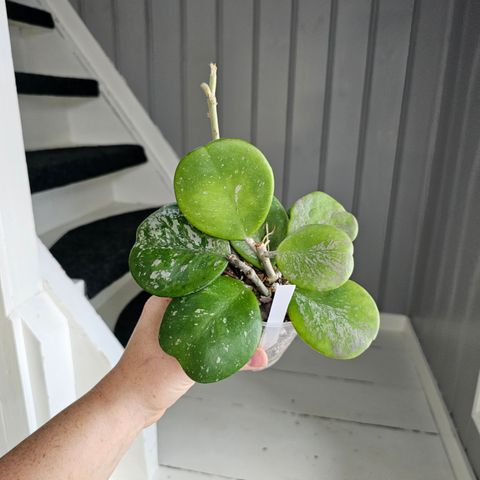 Hoya obovata 'Splash'