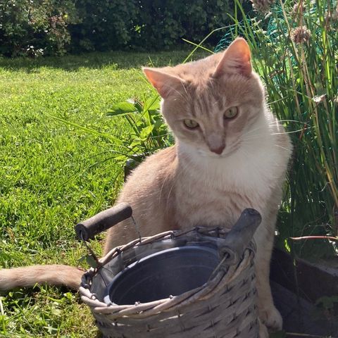 Milo søker nytt hjem, 2 1/2 år