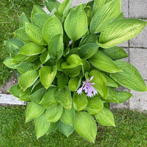 Stor kraftig Hosta