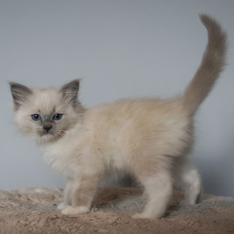 Blå Tortie Mitted Ragdoll Jente Kattunge