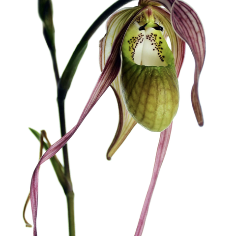 Sjelden Orkide - Phragmipedium Diana Salazar