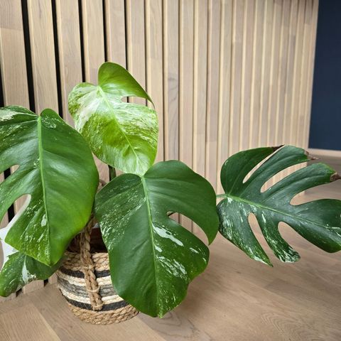 Monstera variegata hel plante