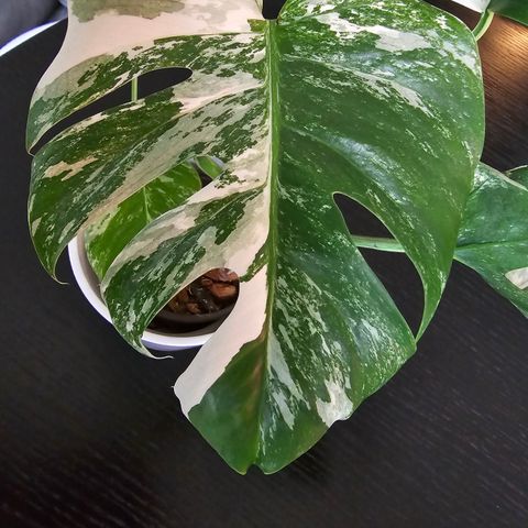 Monstera variegata hel plante