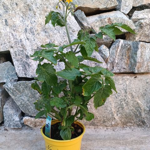 Tomatplante 5: Cherrytomat 'Tiny Tim' (Solanum lycopersicum), 35cm høy