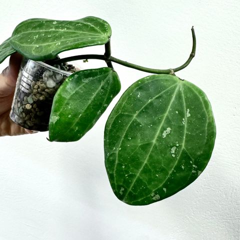 Hoya latifolia ‘Snow queen’