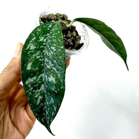 Hoya cystiantha ‘Splash’