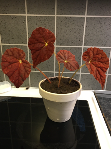 Stiklinger av begonia autumn ember med rot selges 165 kr eller alle til 400