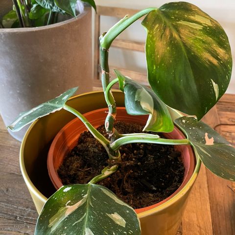 Philodendron White Wizard