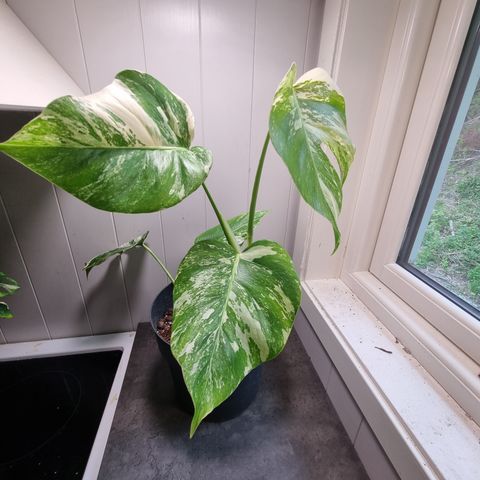 Monstera variegata plante