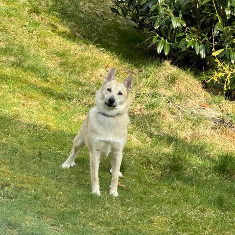 Norsk buhund til omplassering