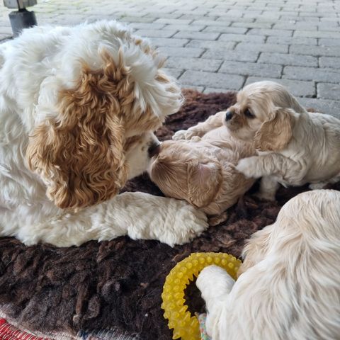 Amerikansk Cocker Spaniel Valper