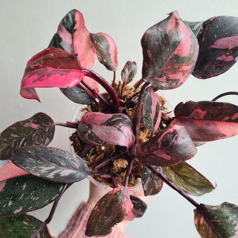 Philodendron pink princess galaxy wetsticks