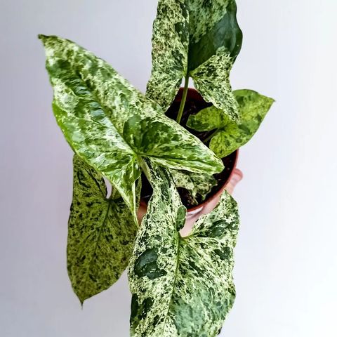 Syngonium mottled mojito stiklinger