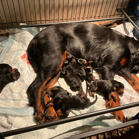 Original Cufts hundegrind / valpebinge kun benyttet til et kull med Gordonsetter