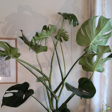 Monstera Plante