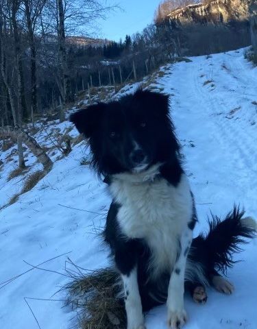 Border collie