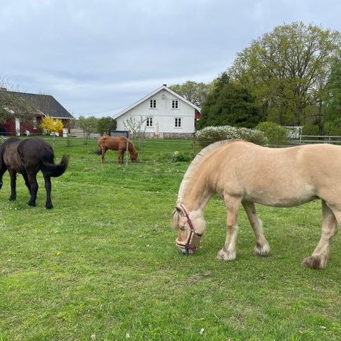 Stallplass i sommer