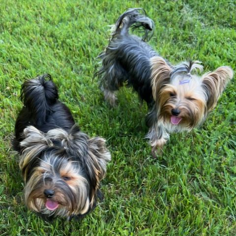 Yorkshire terrier VALPER