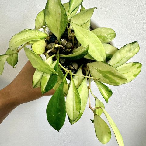 Hoya walliniana ‘Variegata’