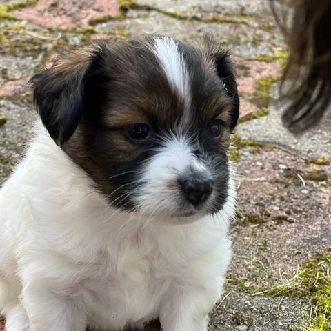 Nkk reg papillon. Gutt