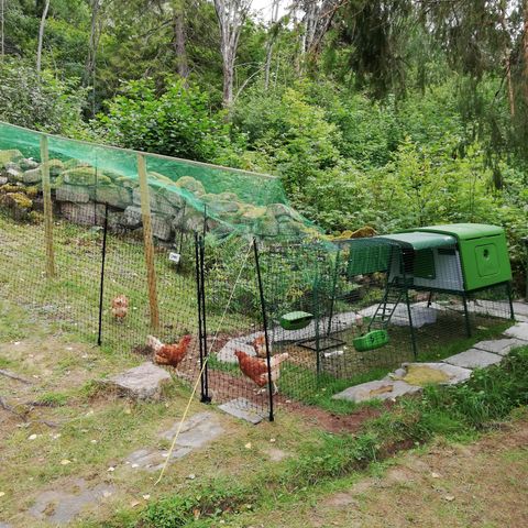 Hønsehus Omlet Eglu Cube