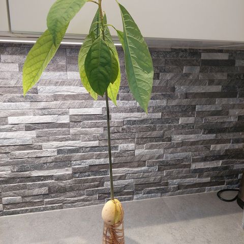 Nye avocado plante