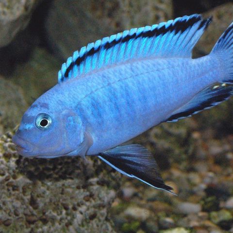 Malawi Chindongo socolofi / Pseudotropheus socolofi