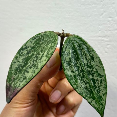 Hoya sp. Rangsan