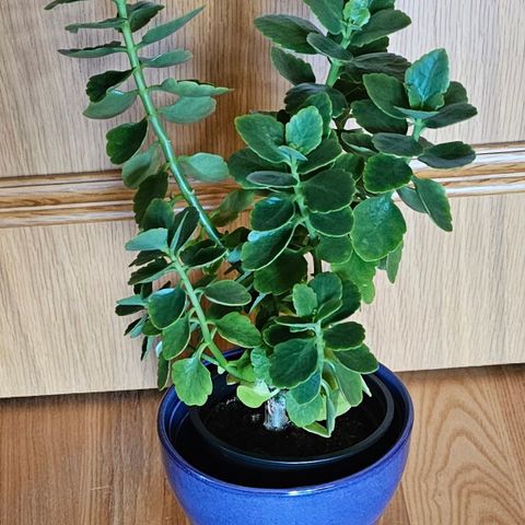 Ildtopp plante.