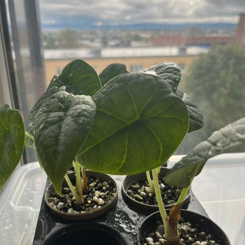 Alocasia melo