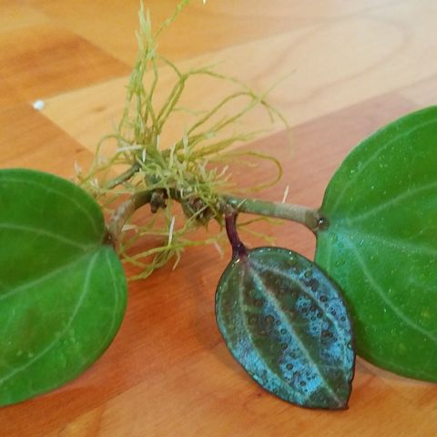 Hoya Sarawak (latifolia sp. Sarawak) - rotet, 3 blader og masse ny vekst på vei