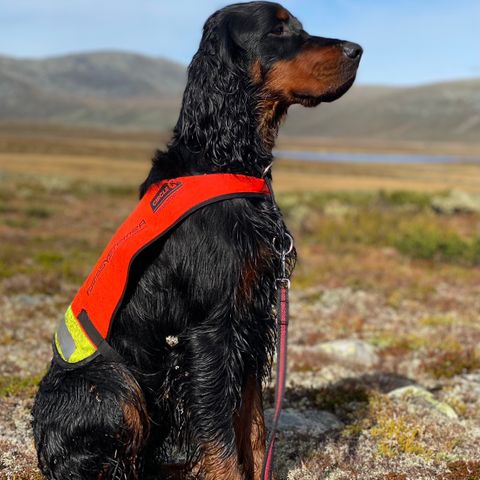 Gordon Setter. Valpekull levering oktober. Premierte hunder, Jakt og eksteriør.