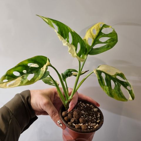 Monstera adansonii variegata plante