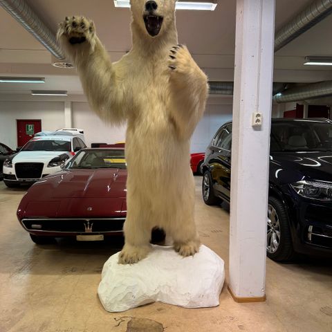 260cm høy isbjørn fra Svalbard