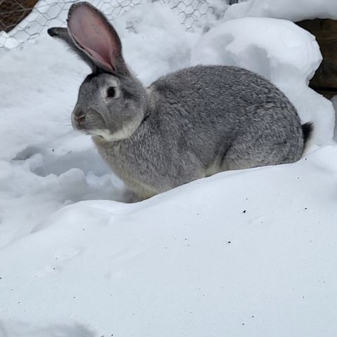 Chinchilla farget Belgisk kjempe hunn ønskes